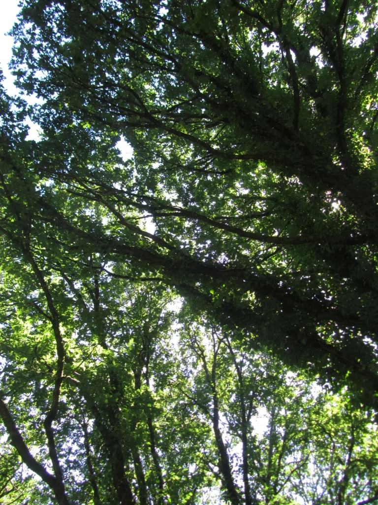 Branches et ciel, Canon PowerShot SX210 IS