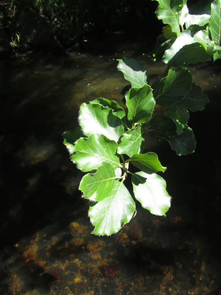 Feuille verte sur une eau sombre, Canon SX210 IS
