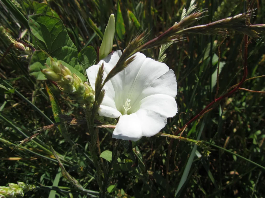 Fleur de liseron blanche en gros plan, Canon SX210 IS