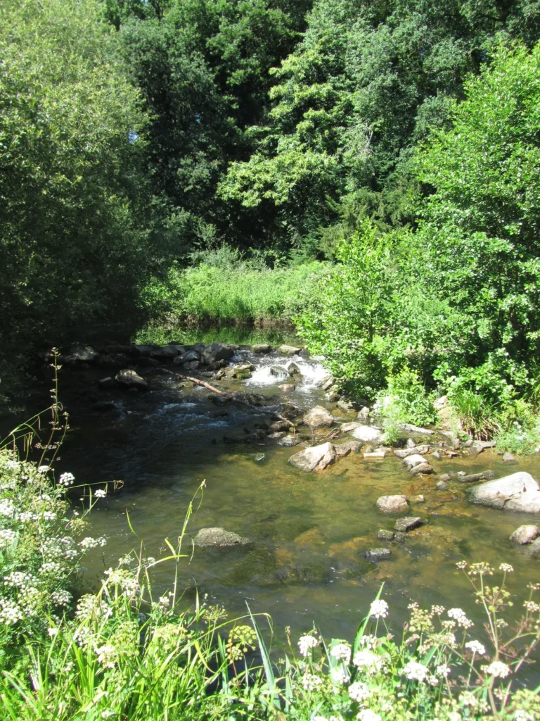 Rivière entre deux berges boisées en Bretagne