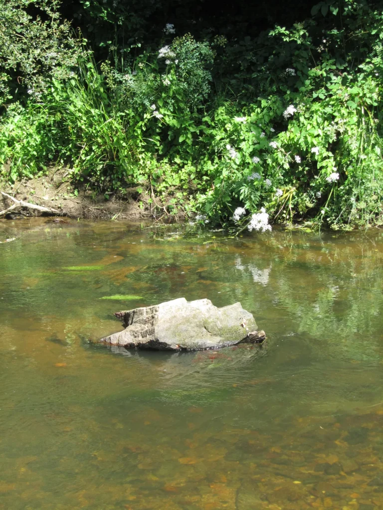 Rocher immergé dans une rivière bretonne