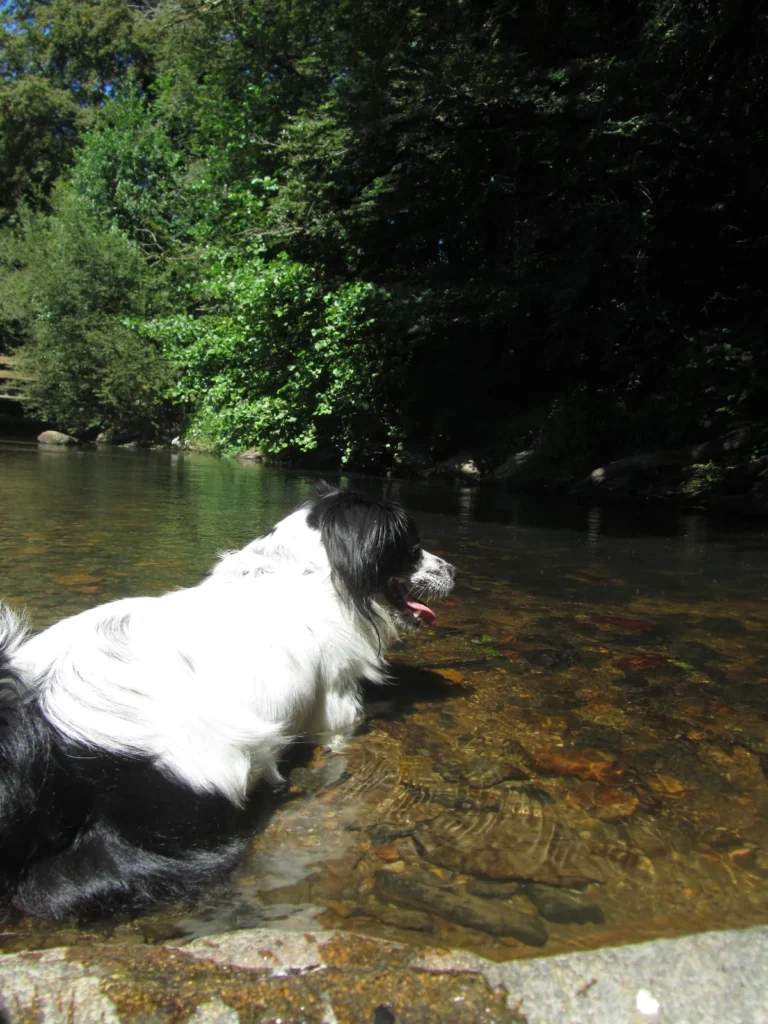 Taïko assis dans l'eau d'une rivière bretonne
