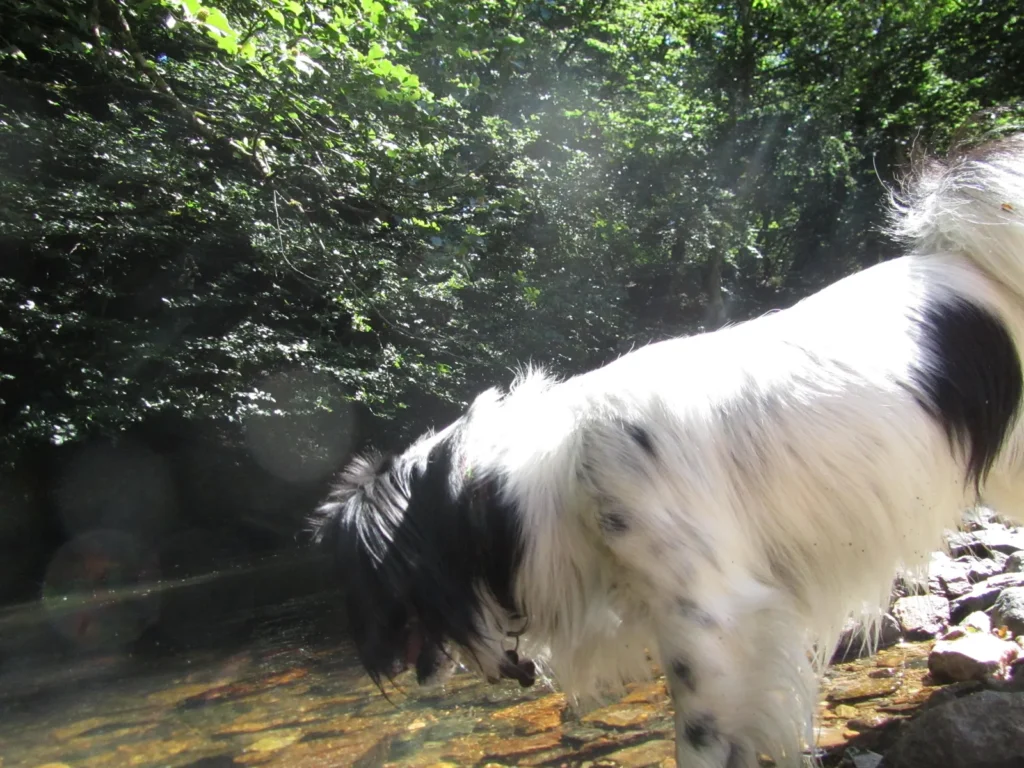 Chien traversant une rivière à contre-jour