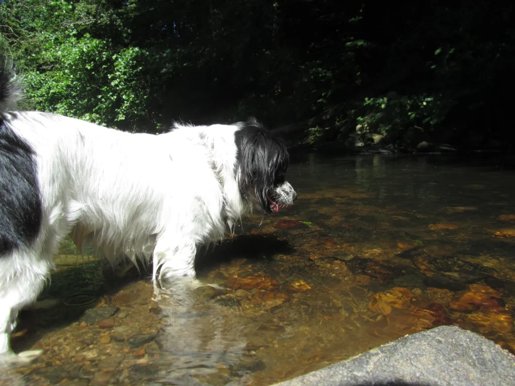Chien noir et blanc marchant dans une rivière