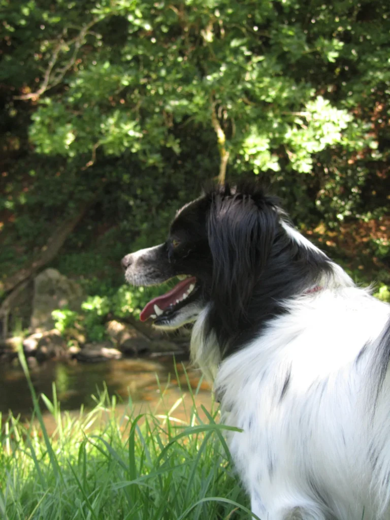 Taïko, chien noir et blanc, de profil au bord de la rivière